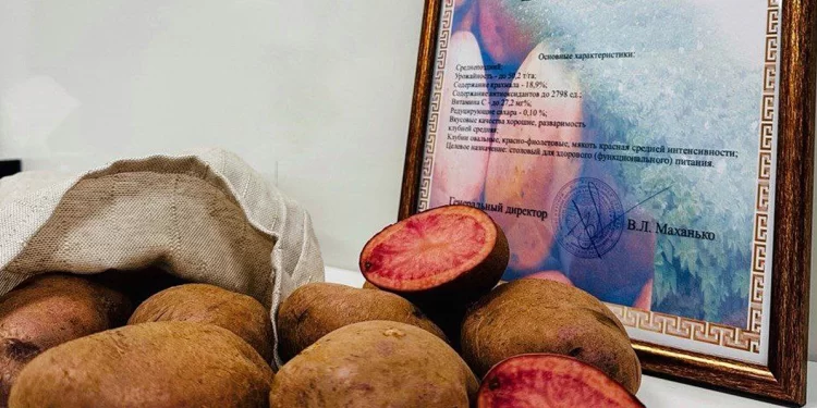 В Беларуси вывели новый сорт картофеля Вайлдберриз